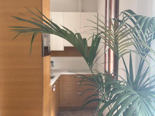 a potted plant in a kitchen next to a counter at Ca' d'Oro suite in Venice