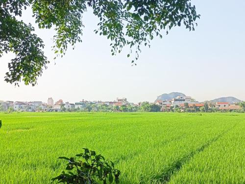 a green rice field with houses in the background at Tam Coc Sunshine Homestay in Ninh Binh
