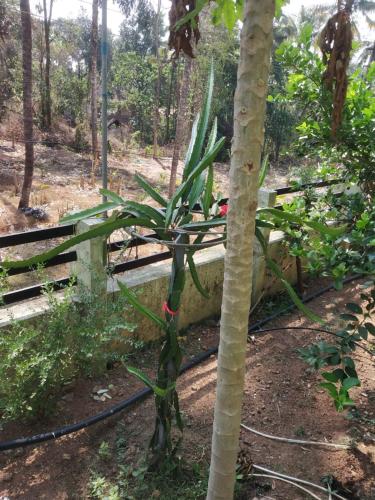 a palm tree growing next to a fence at Ashiaana Homestay in Trichūr