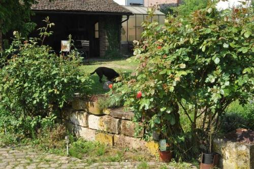 Jardín al aire libre en Gästezimmer - Fuhrhalterei Maul