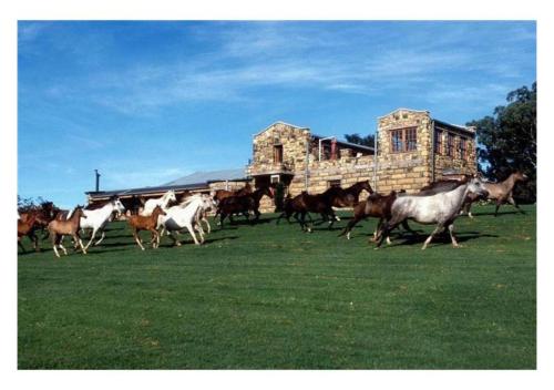 a herd of horses running in a field at Moolmanshoek Private Game Reserve in Fouriesburg