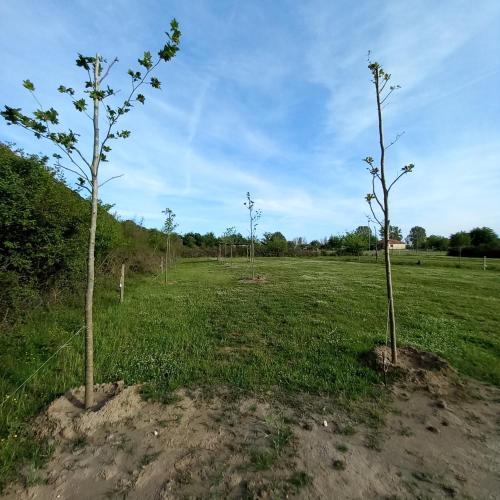 Gallery image of Camping Gjelaj in Baks-Rrjoll