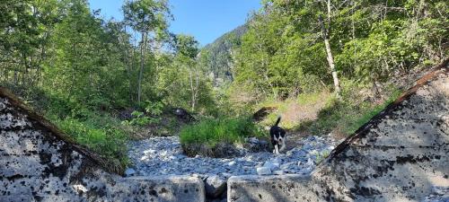 a dog is walking down a rocky path at Les Vagabonds du Mont in Chichilianne