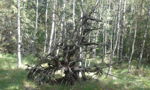 an old tree in the middle of the woods at Wiejska Chata in Szwalk