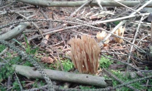a brown mushroom on the ground in a forest at Wiejska Chata in Szwalk