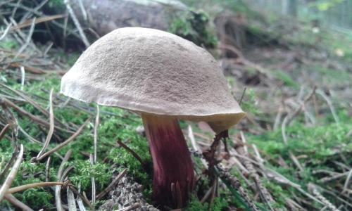 a mushroom sitting on the ground in the grass at Wiejska Chata in Szwalk