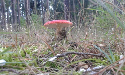 a red mushroom in the middle of a forest at Wiejska Chata in Szwalk