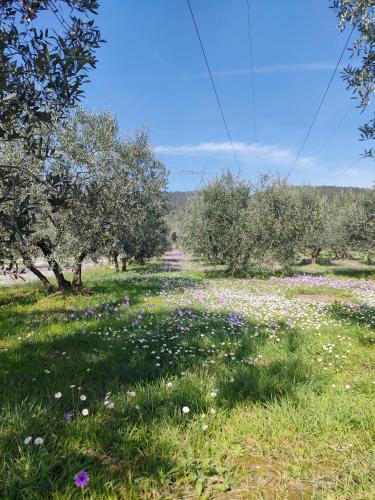 a field of flowers in an apple orchard at La petite suite in Calenzano