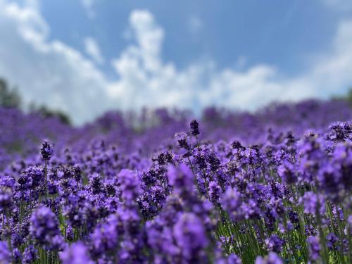 a field of purple flowers in a field at SOUND GARDEN 美瑛 River in Biei