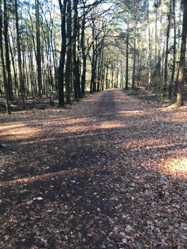 a road in the woods with leaves on the ground at Knus chalet in de bossen van Epe met fietsen in Epe