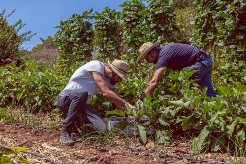 Santa Maria de Guia de Gran Canaria的住宿－Ecofinca Selva Doramas，两个男人在植物领域工作