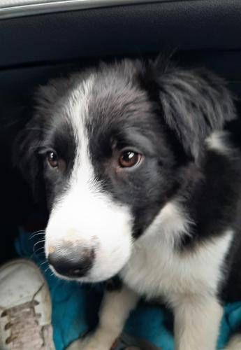 a black and white dog sitting in a car at Les Vagabonds du Mont in Chichilianne