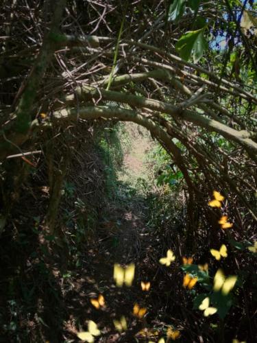 a path through a forest with trees and flowers at MUNAY, Posada rural para el sosiego in Alcalá