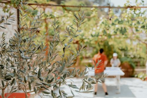 Κήπος έξω από το Berat Backpackers Hostel