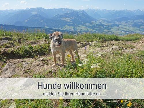 un chien debout au sommet d'une montagne dans l'établissement Biohof Burger, 3 sonnige Fewo, alle mit Balkon, Spielzimmer, Grillhütte, 7 km vor Oberstdorf, à Bolsterlang