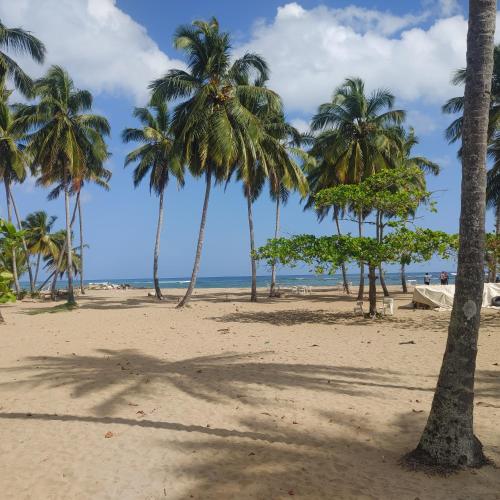 a group of palm trees on a beach at casa nagüera in Nagua