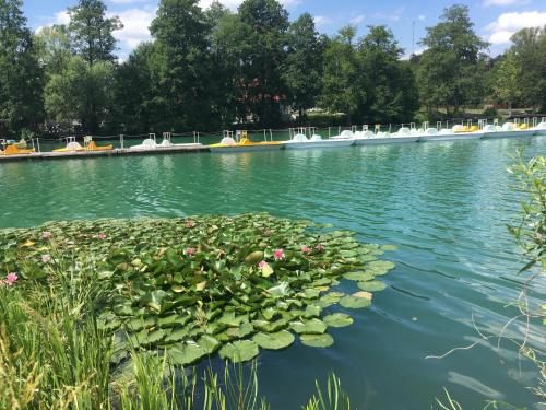 a pool of water with flowers and weeds in it at Słoneczne Wzgórze in Łagów