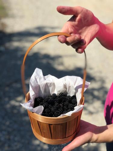 a person holding a basket filled with blackberries at La Casella Antico Feudo di Campagna in Ficulle