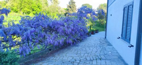 a hedge of purple flowers next to a walkway at Residenza Bertolini in Fosdinovo