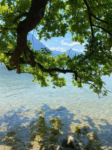 uma árvore pendurada sobre um corpo de água em Seepanorama an der Esplanade 1 em Gmunden