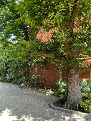a tree in front of a brick wall next to a street at De Wilden Ezel in Mol