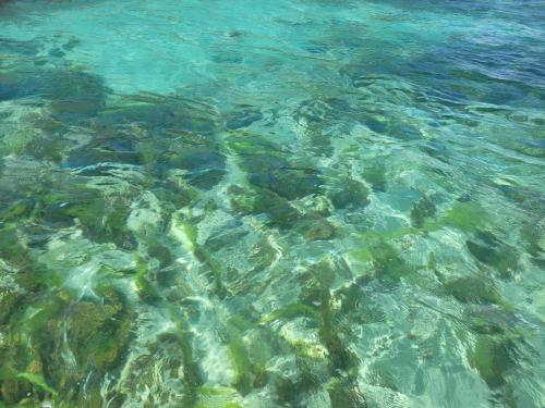a close up of the crystal clear water at RIVA B&B in Bocas del Toro