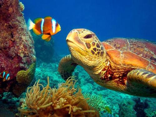 a sea turtle and a fish in the ocean at Mermaid Manor Belize in White Hill