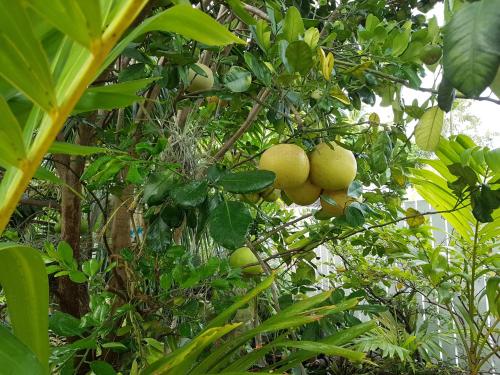a bunch of green fruits on a tree at Villas TEAKAVEHERE - Fare OPUHI in Pirae