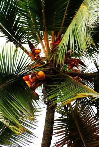 a palm tree with fruits on it at OCEAN-SI Mansion in Kribi