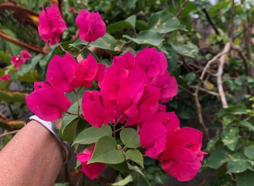 a person holding a bunch of pink flowers at OCEAN-SI Mansion in Kribi