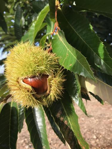 Gambar di galeri bagi Sweet Quintanilha di Quintanilha