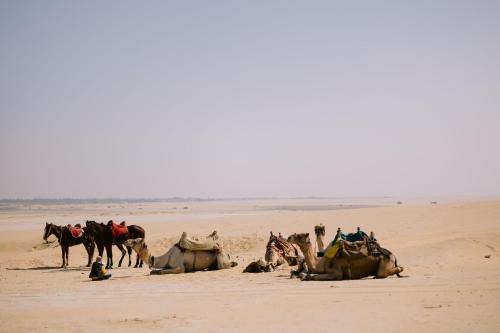 a group of horses on the beach with a man at Tzila Camp in Fayoum Center