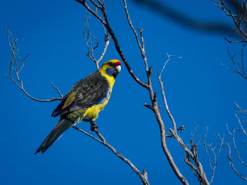 a yellow bird perched on a tree branch at The Gardener's Cottage on Warrentinna in Branxholm