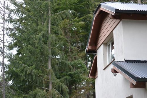 a large pine tree behind a house at Casa Llao alojamiento de montaña in San Carlos de Bariloche