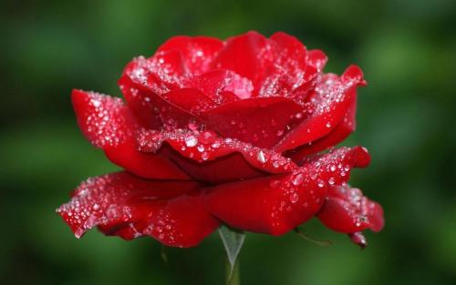 Una flor roja con gotas de lluvia. en Nhà trọ Tân An, en Tân Tạo
