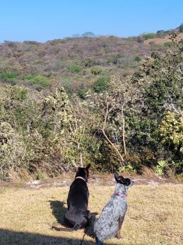 two dogs sitting in a field looking at a hill at Hacienda en Los Volcanes in Hacienda Guayabo