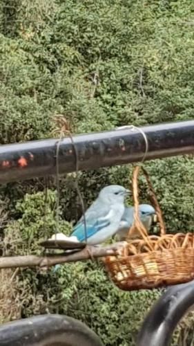 a blue bird sitting in a basket on a bike at RUMIQOLQA Machupicchu Hotel in Machu Picchu