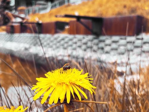 a bee sitting on a yellow dandelion flower at Hotel Garni Alpendiamant in Fiss