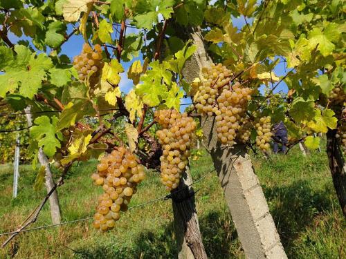 a bunch of grapes hanging from a tree at Bioweingut Hauerhof 99 -apartment 3 in Klosterneuburg