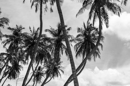 a group of palm trees against a cloudy sky at Twin Palms Surfhouse in Thulusdhoo