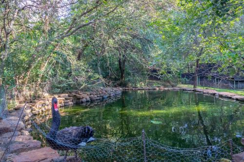 a black swan in a pond with a net at Riverdance in Komnader