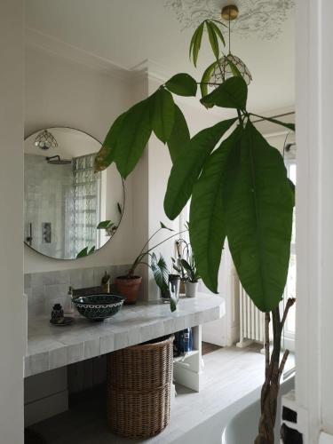 une grande plante feuillue dans une salle de bains avec lavabo dans l'établissement Lumière & Majesté Appartement Versailles, à Versailles