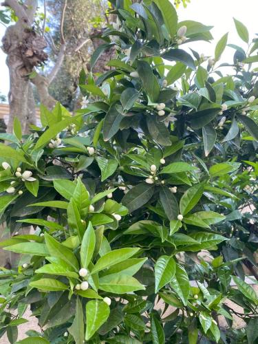 a tree with green leaves and white flowers on it at Apartments Arina in Krasici