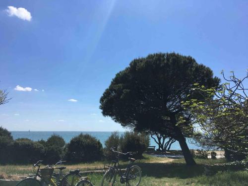 - un groupe de vélos garés à côté d'un arbre dans l'établissement Le petit Fauchon - Villa avec vue mer, à Île-d'Aix