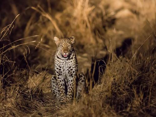 a leopard standing in a field of tall grass at Elephant lodge in Kwa Kuchinia