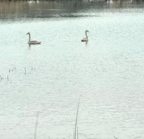 two ducks swimming in the water on a lake at Domek na Skarpie Łutynowo gmina Olsztynek in Olsztynek