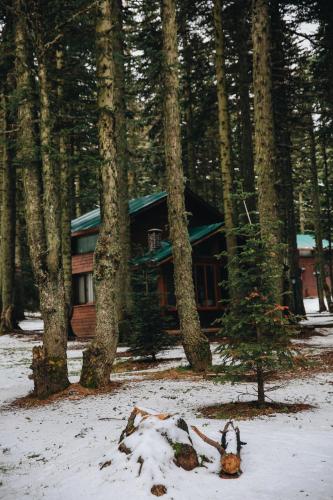 a cabin in the middle of a forest with trees at Karinna Orman Evleri & Non Alcohol in Uludag