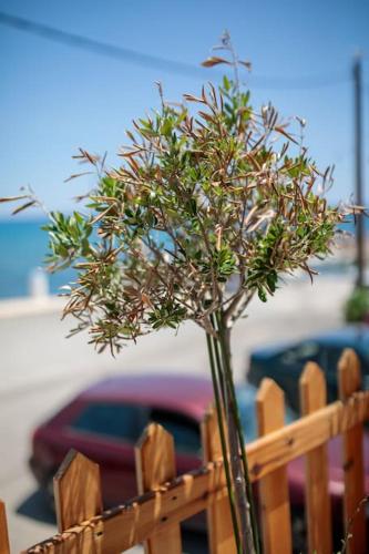 a plant in a vase in a wooden fence at Spot on the sea in Archangelos