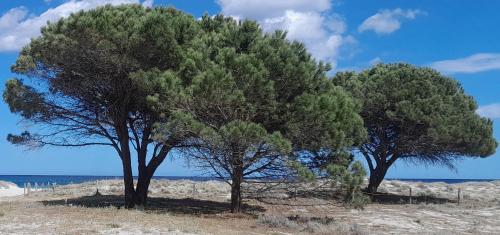 two trees on a beach near the water at Resort Abbaia Ba in Budoni