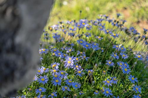 a bunch of blue flowers in the grass at Alandroal Nature & Pool Retreat- Courela dos Tojos in Alandroal